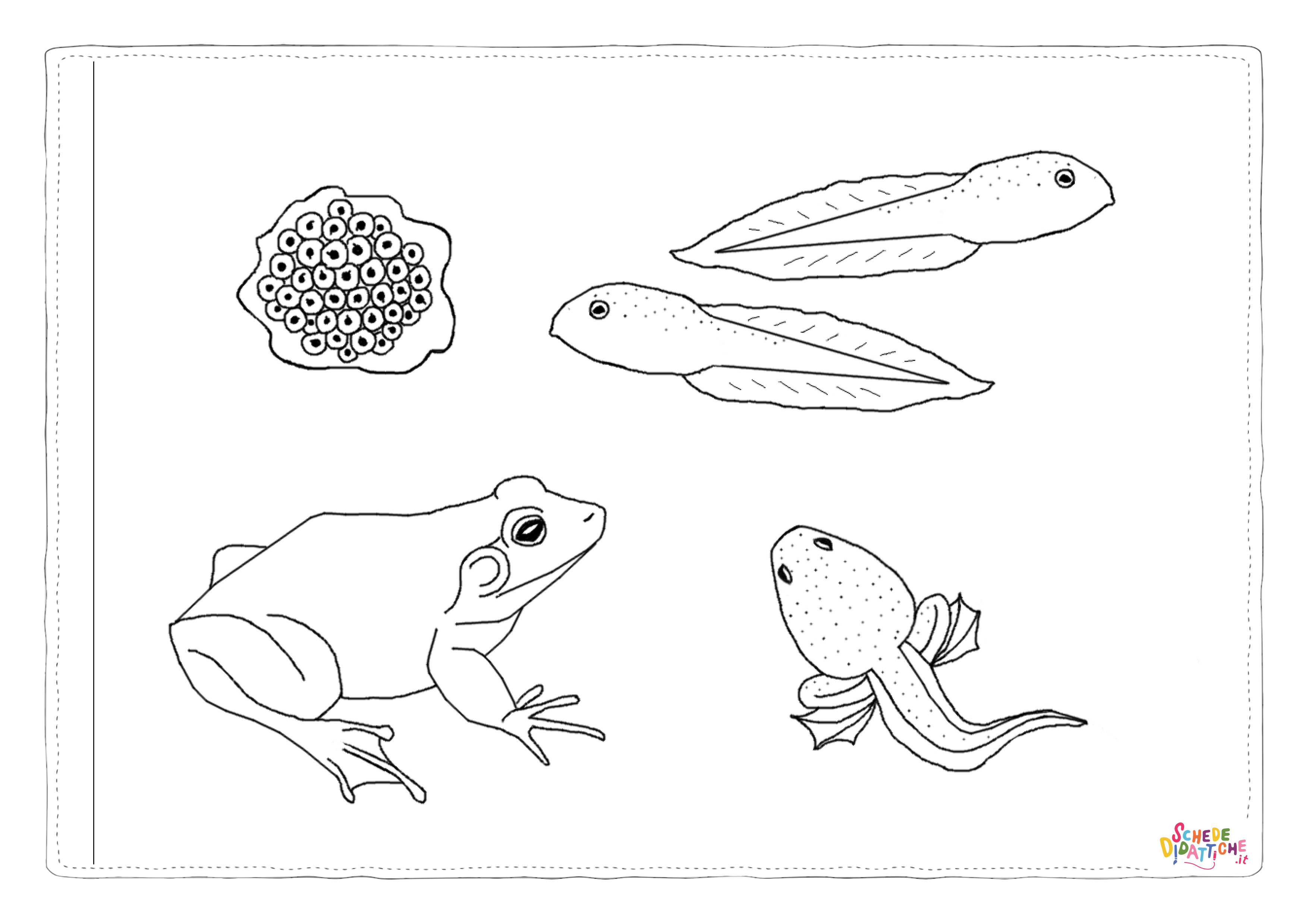 Disegno di rana da stampare e colorare