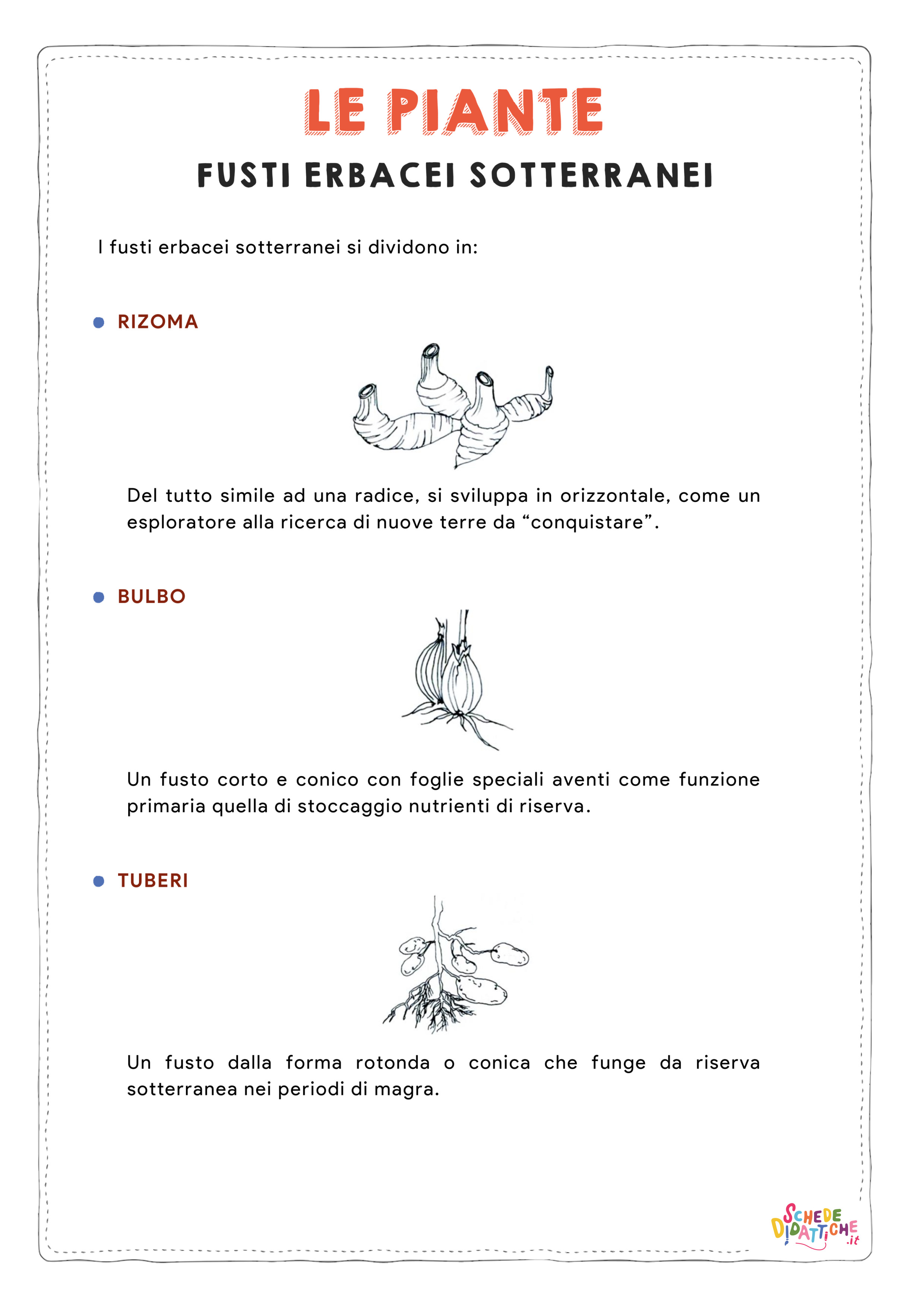 Disegno "Le piante - Il fusto erbaceo sotterraneo" Le piante - Il fusto erbaceo sotterraneo