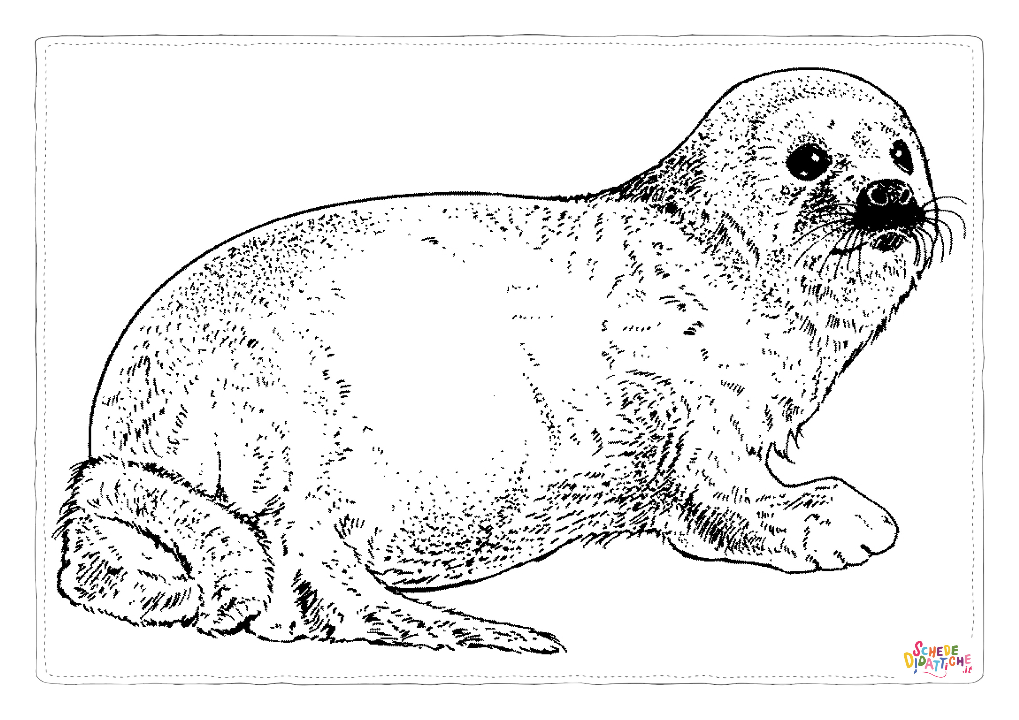 Disegno "Disegno di foca da stampare e colorare 30" Disegno di foca da stampare e colorare 30