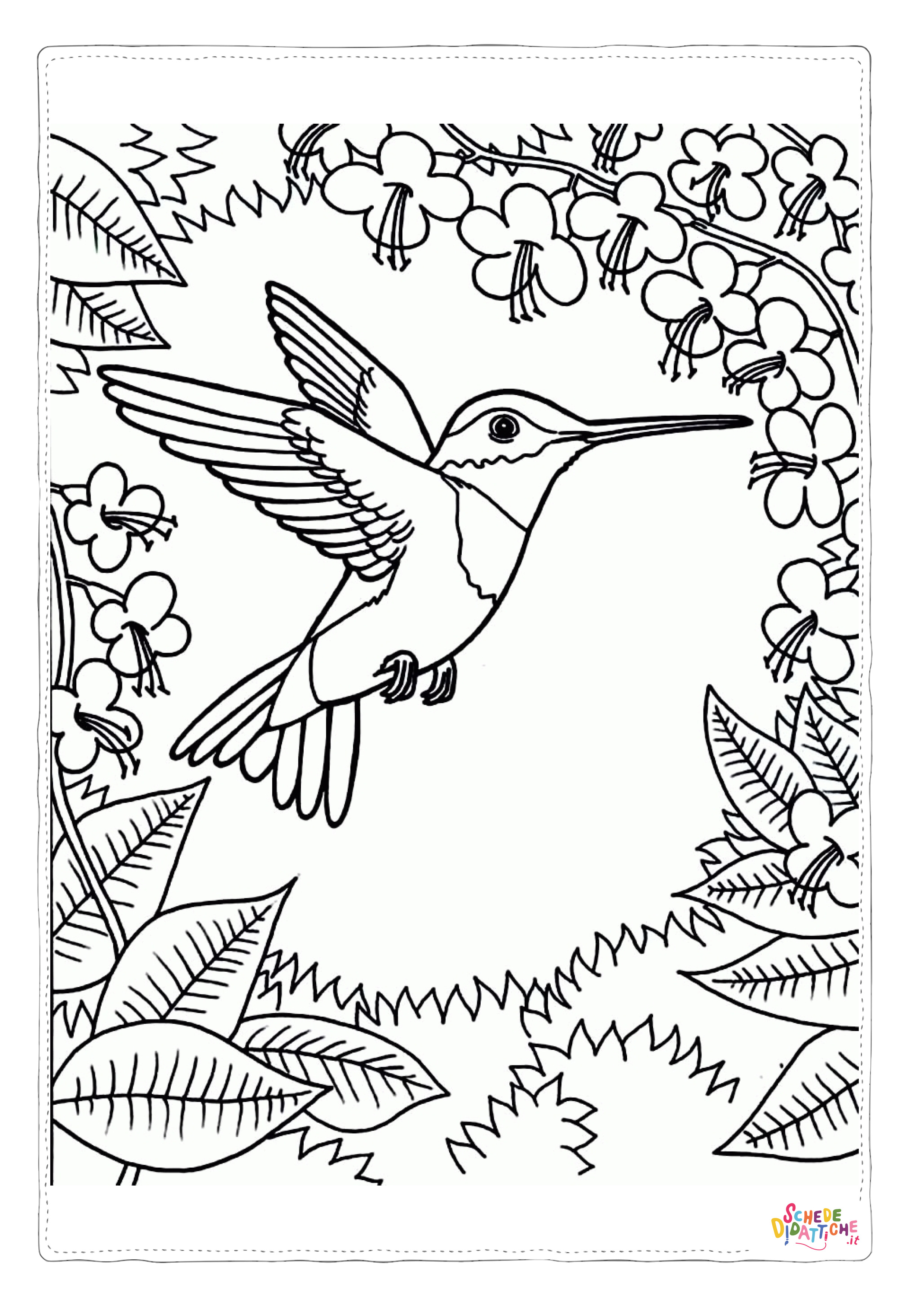 Disegno di colibr da stampare e colorare 14