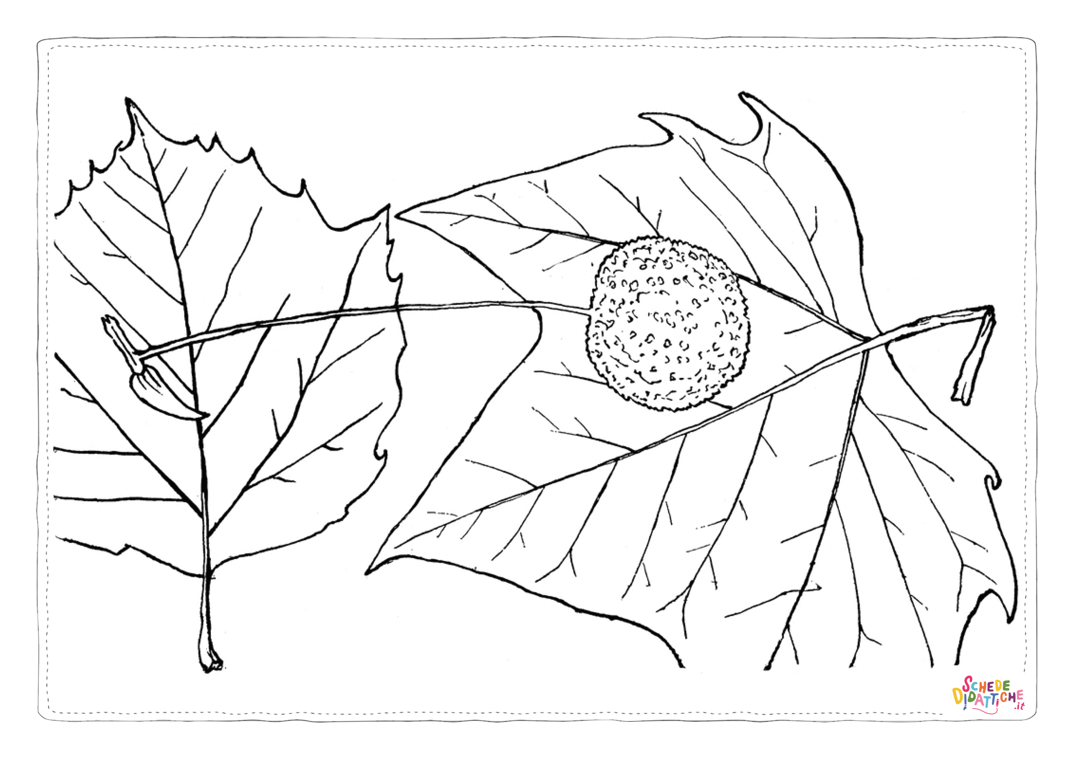 Disegno "Disegno di foglia da stampare e colorare 205" Disegno di foglia da stampare e colorare 205