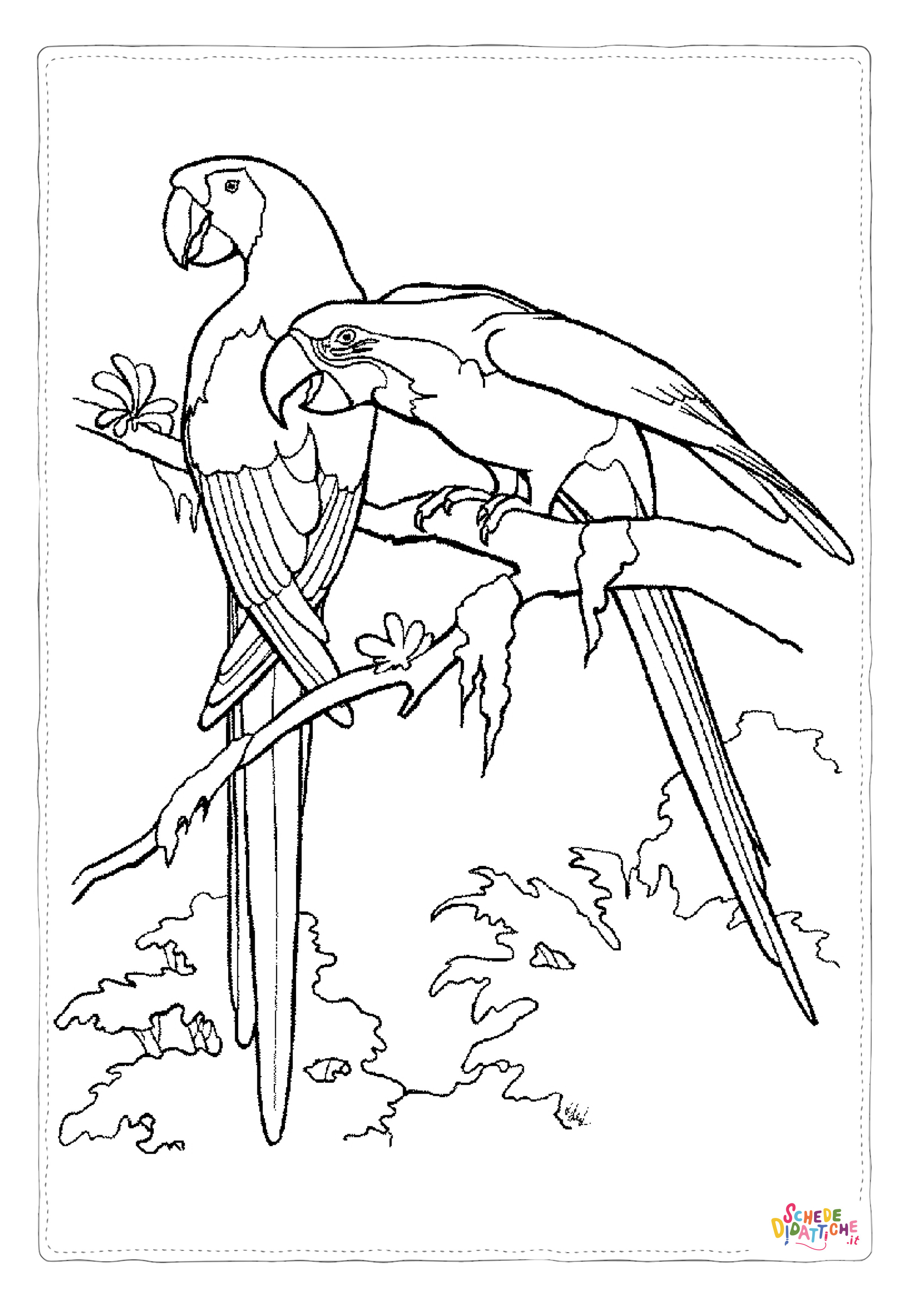 Disegno "Disegno di pappagallo da stampare e colorare 41" Disegno di pappagallo da stampare e colorare 41