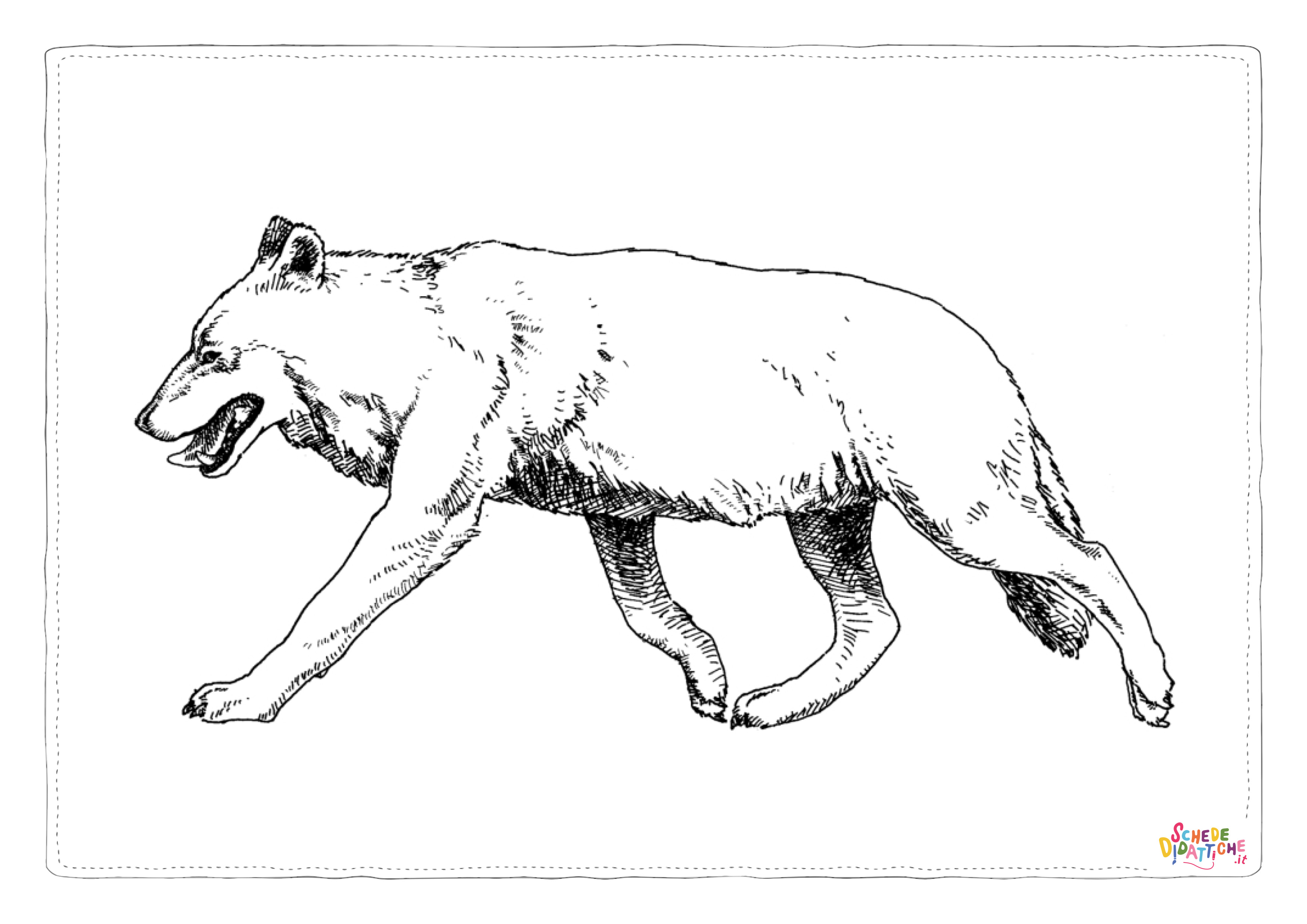 Disegno di lupo da stampare e colorare 33