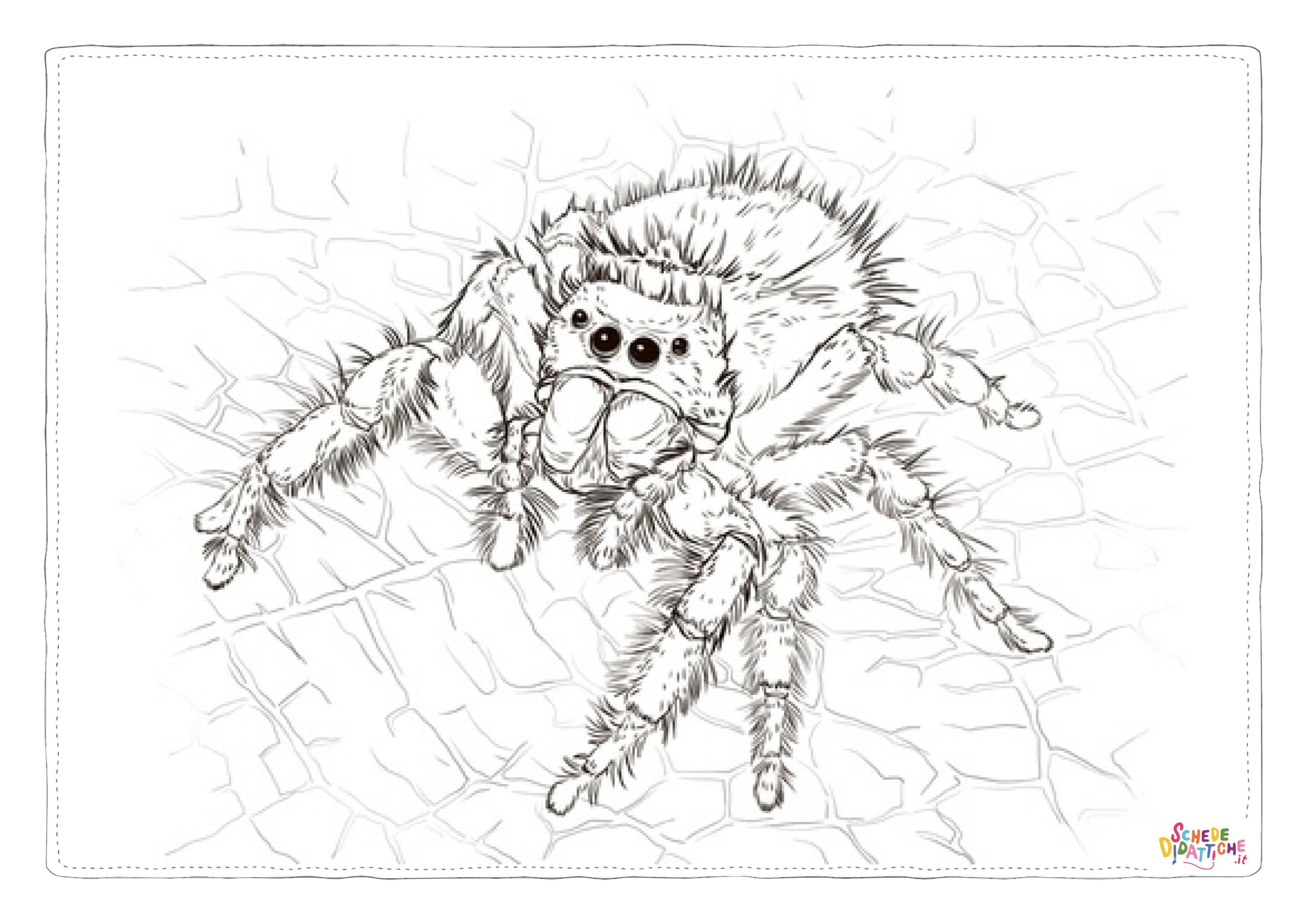 Disegno di ragno da stampare e colorare 50