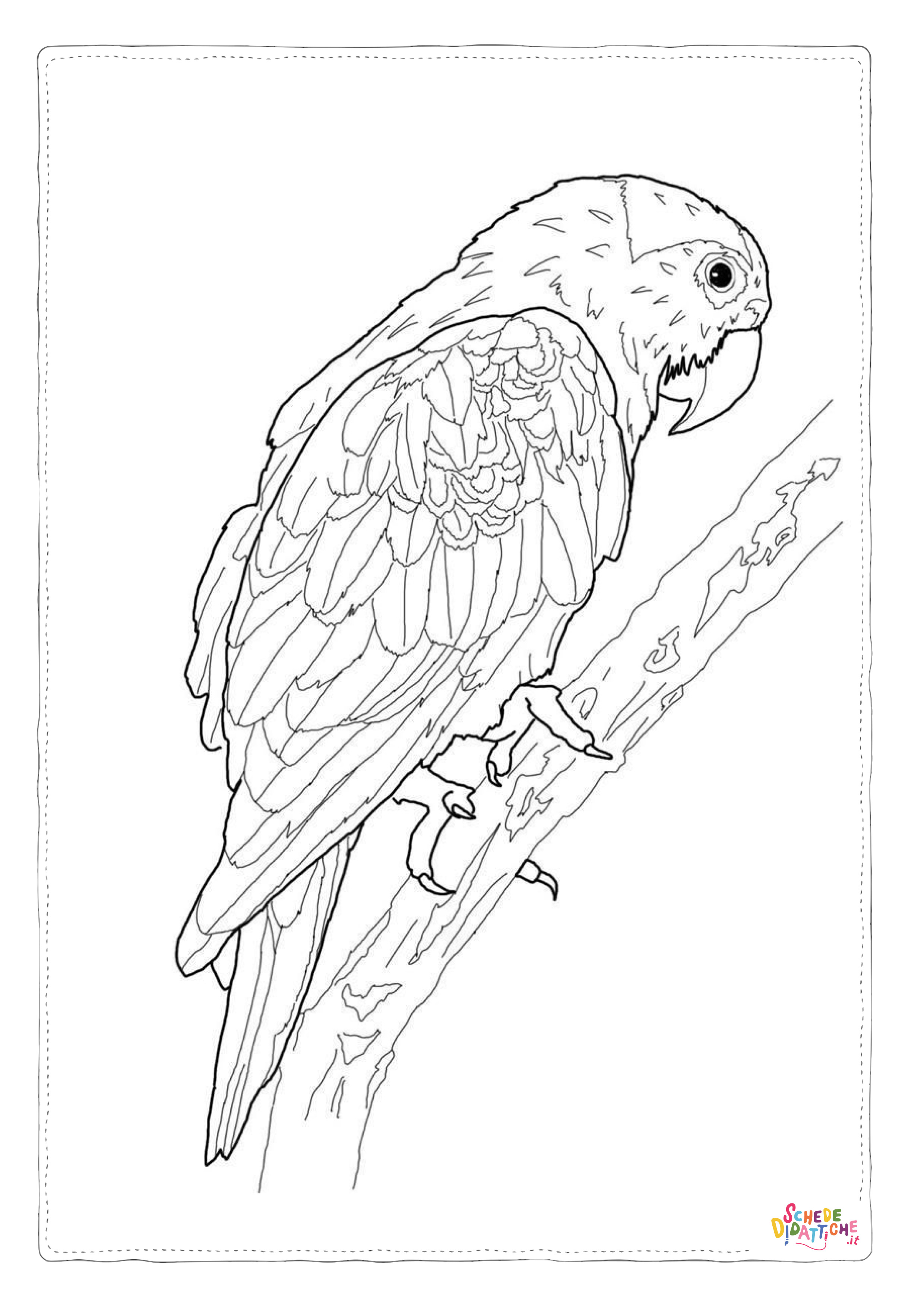 Disegno "Disegno di pappagallo da stampare e colorare 130" Disegno di pappagallo da stampare e colorare 130