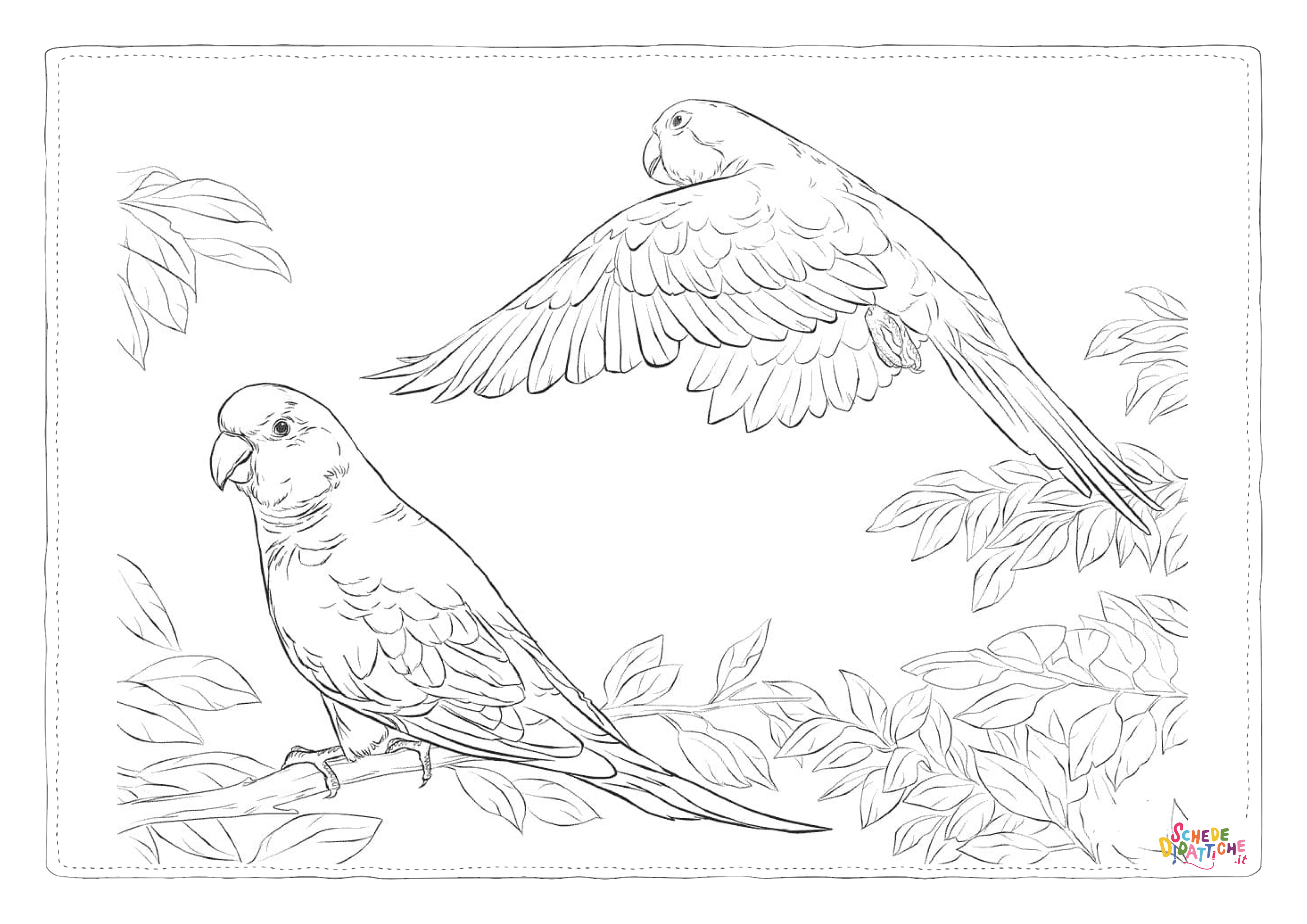 Disegno di pappagallo da stampare e colorare 102