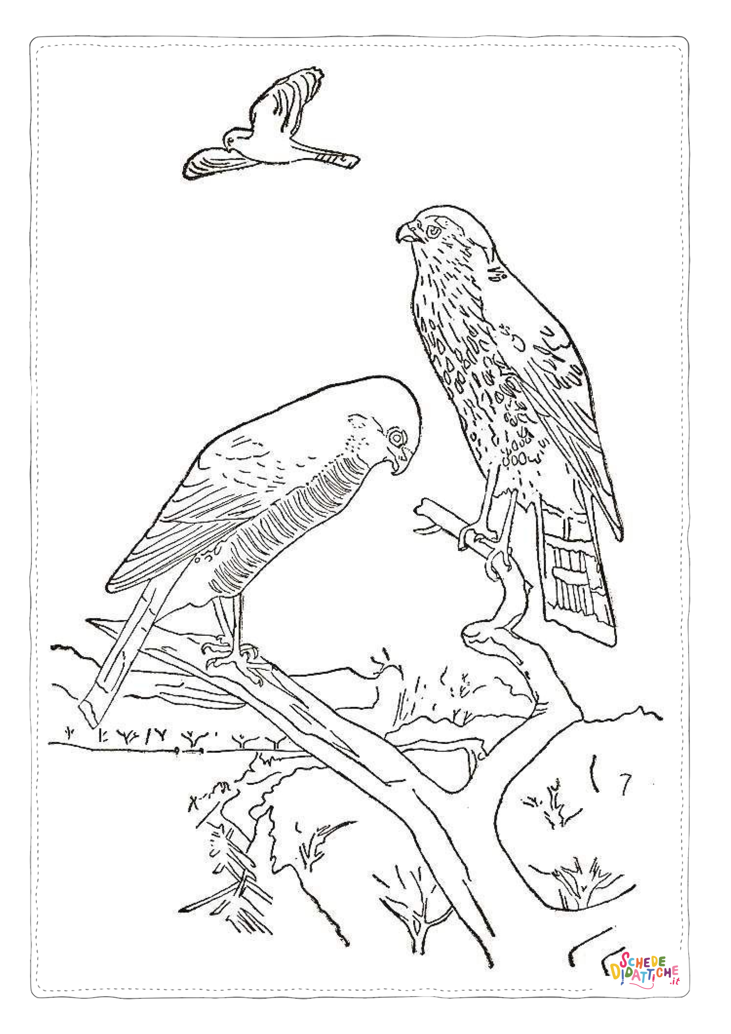 Disegno di falco da stampare e colorare 9
