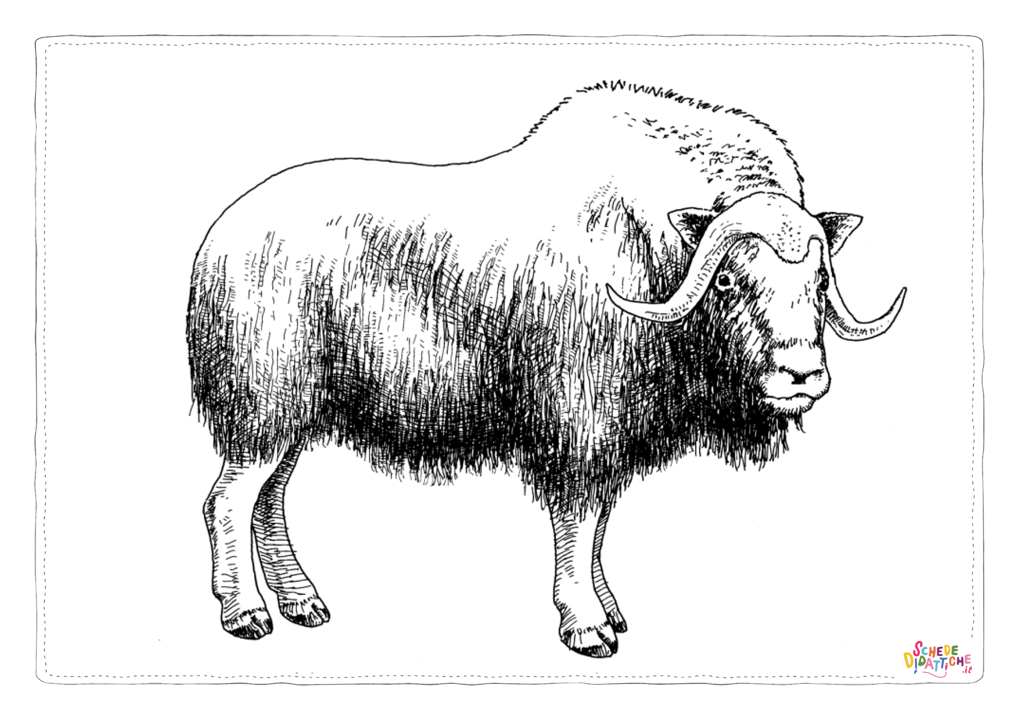 Disegno "Disegno di bufalo da stampare e colorare 5" Disegno di bufalo da stampare e colorare 5