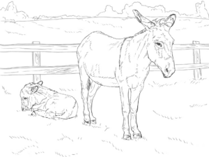 Disegno di asino da stampare e colorare 8