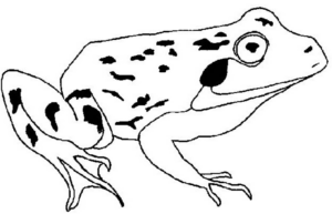 Disegno di rana da stampare e colorare 51