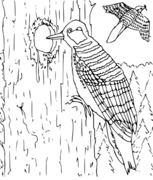Disegno di passero da stampare e colorare 99