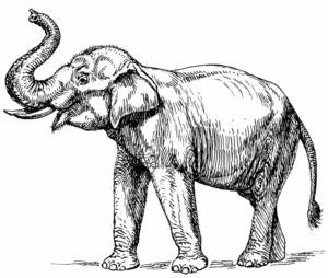 Disegno di elefante da stampare e colorare 129