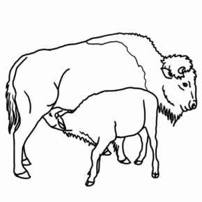 Disegno di bisonte da stampare e colorare 18