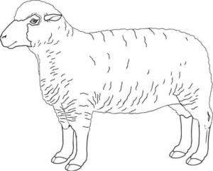 Disegno di pecora da stampare e colorare 74