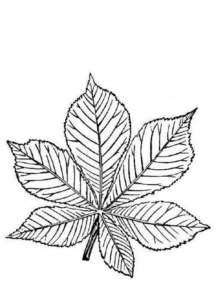 Disegno di foglia da stampare e colorare 101