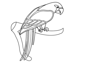 Disegno di pappagallo da stampare e colorare 14
