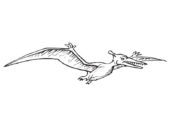 Disegni di Pterodattili da colorare