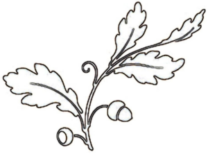 Disegno di ghianda da stampare e colorare 2