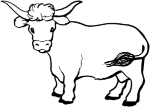 Disegno di toro da stampare e colorare 31