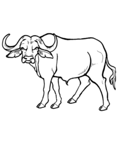 Disegno di bufalo da stampare e colorare