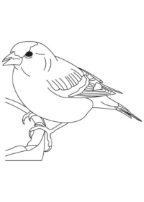 Disegno di passero da stampare e colorare 105