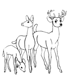Disegno di cerbiatto da stampare e colorare 1
