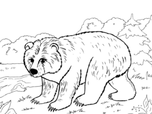 Disegno di orso polare da stampare e colorare 23