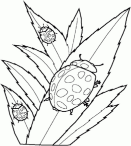 Disegno di coccinella da stampare e colorare 3