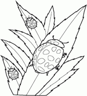 Disegno di coccinella da stampare e colorare 3
