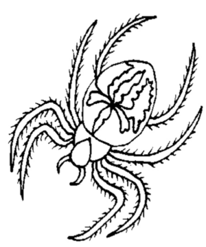 Disegno di ragno da stampare e colorare 53