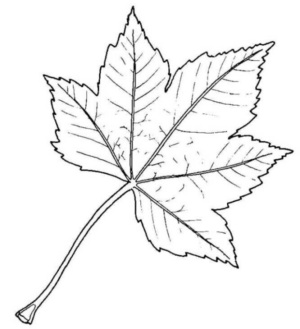Disegno di foglia da stampare e colorare 198