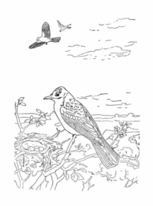 Disegno di uccello da stampare e colorare 74