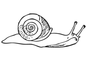 Disegno di lumaca da stampare e colorare 13