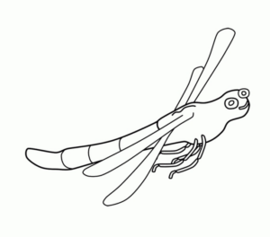 Disegno di libellula da stampare e colorare 27
