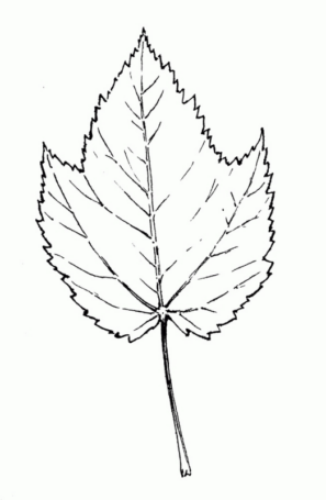 Disegno di foglia da stampare e colorare 88