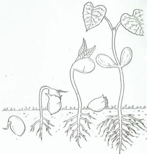 Disegno di pianta da stampare e colorare 18