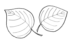 Disegno di foglia da stampare e colorare 92