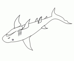 Disegno di squalo da stampare e colorare 43