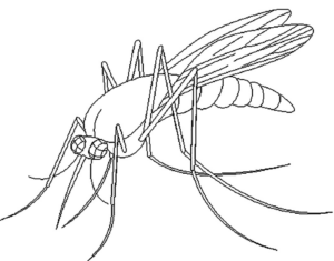 Disegno di zanzara da stampare e colorare 8
