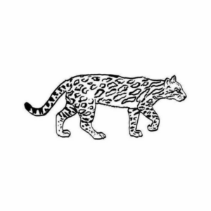 Disegno di leopardo da stampare e colorare 54