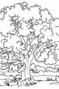 Disegno di albero da stampare e colorare 99