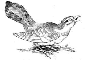 Disegno di uccello da stampare e colorare 68
