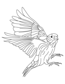 Disegno di uccello da stampare e colorare 27
