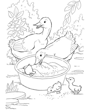 Disegno di papera da stampare e colorare 56