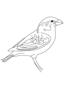 Disegno di passero da stampare e colorare 21