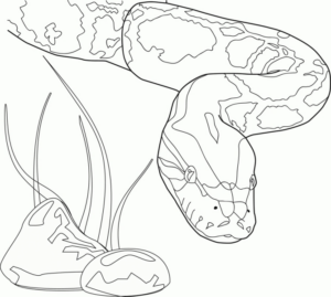 Disegno di serpente da stampare e colorare 23