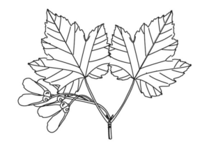 Disegno di foglia da stampare e colorare 170