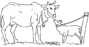 Disegno di mucca da stampare e colorare 15