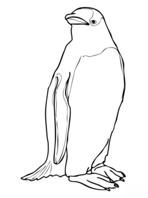 Disegno di pinguino da stampare e colorare 54