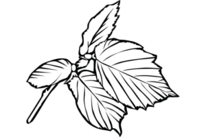 Disegno di foglia da stampare e colorare 180